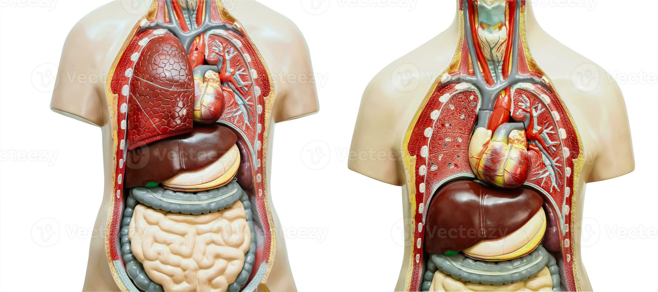 menselijk lichaam anatomie orgaan model- geïsoleerd Aan wit achtergrond voor studie onderwijs medisch Cursus. foto