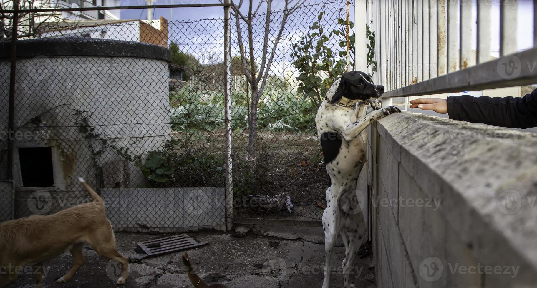 hond in kennel foto