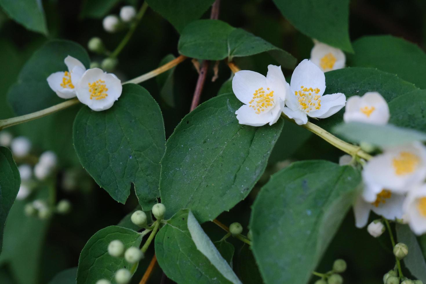 mooie witte philadelphus bloemen met groene bladeren foto