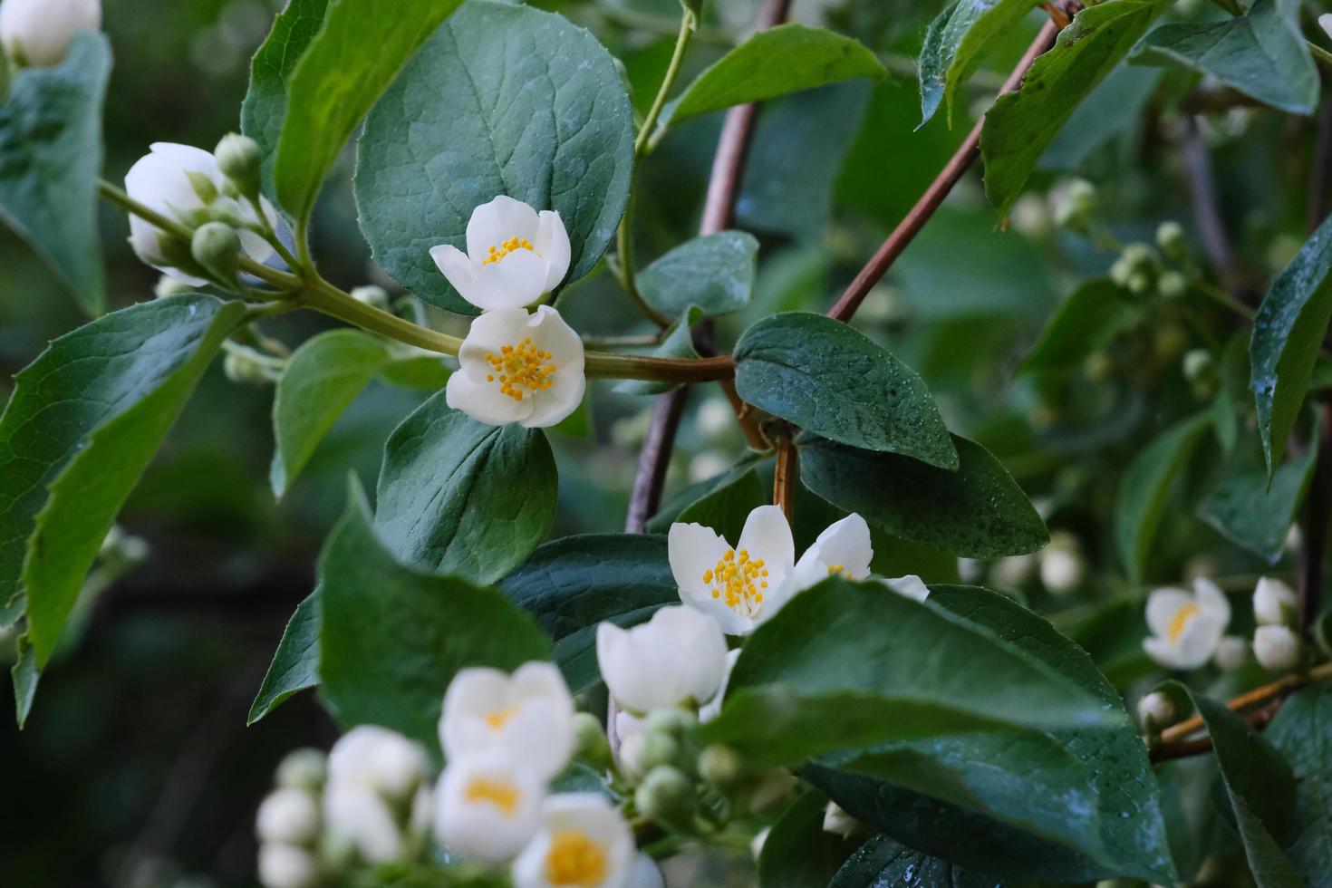 mooie witte philadelphus bloemen met groene bladeren foto