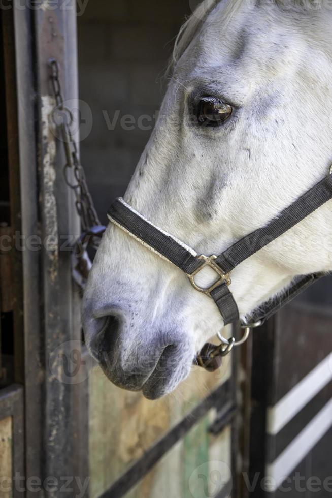 paard in stal foto