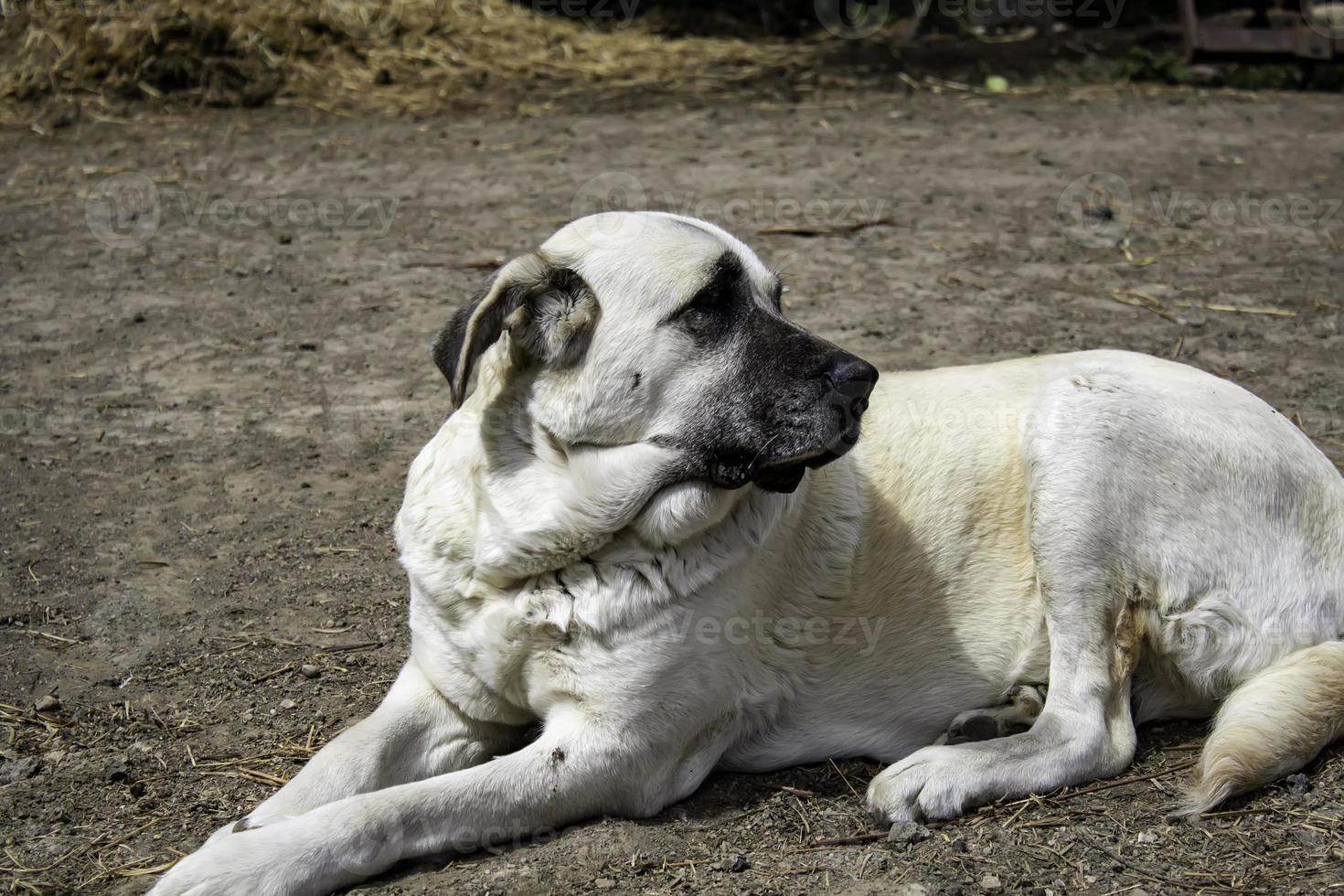 mastiff hond liggend foto