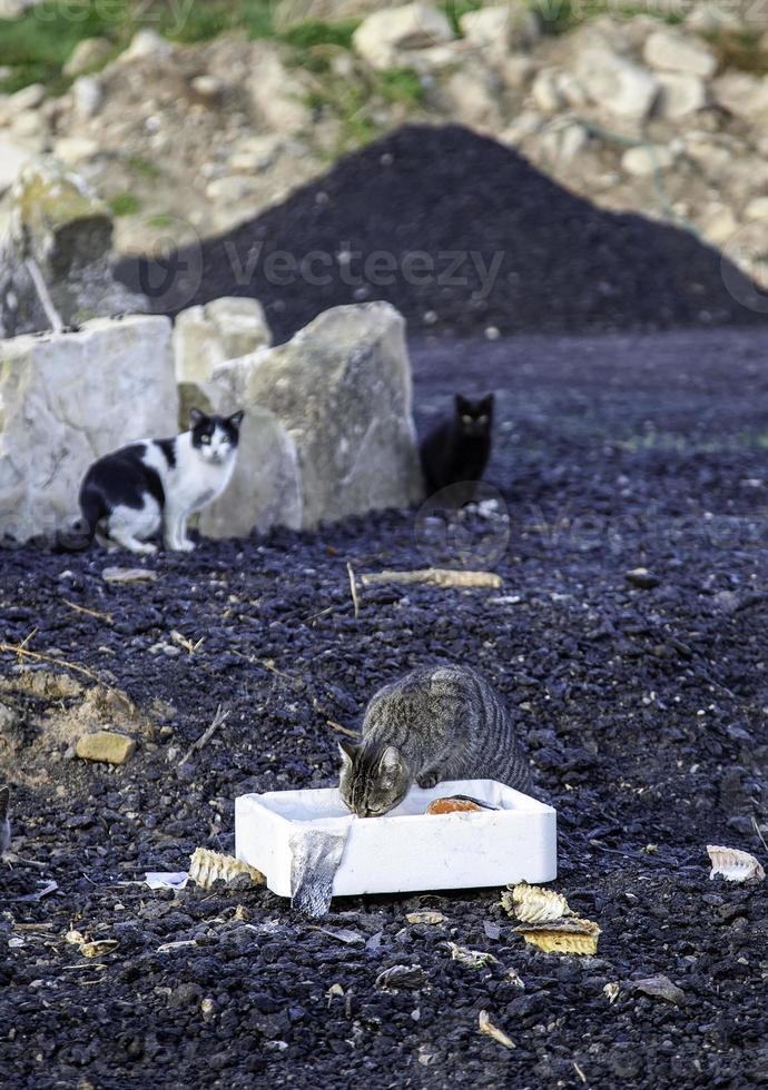 zwerfkatten die op straat eten foto