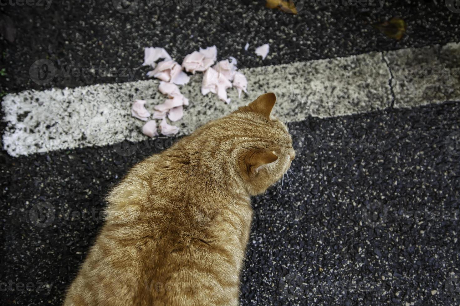 zwerfkatten die op straat eten foto