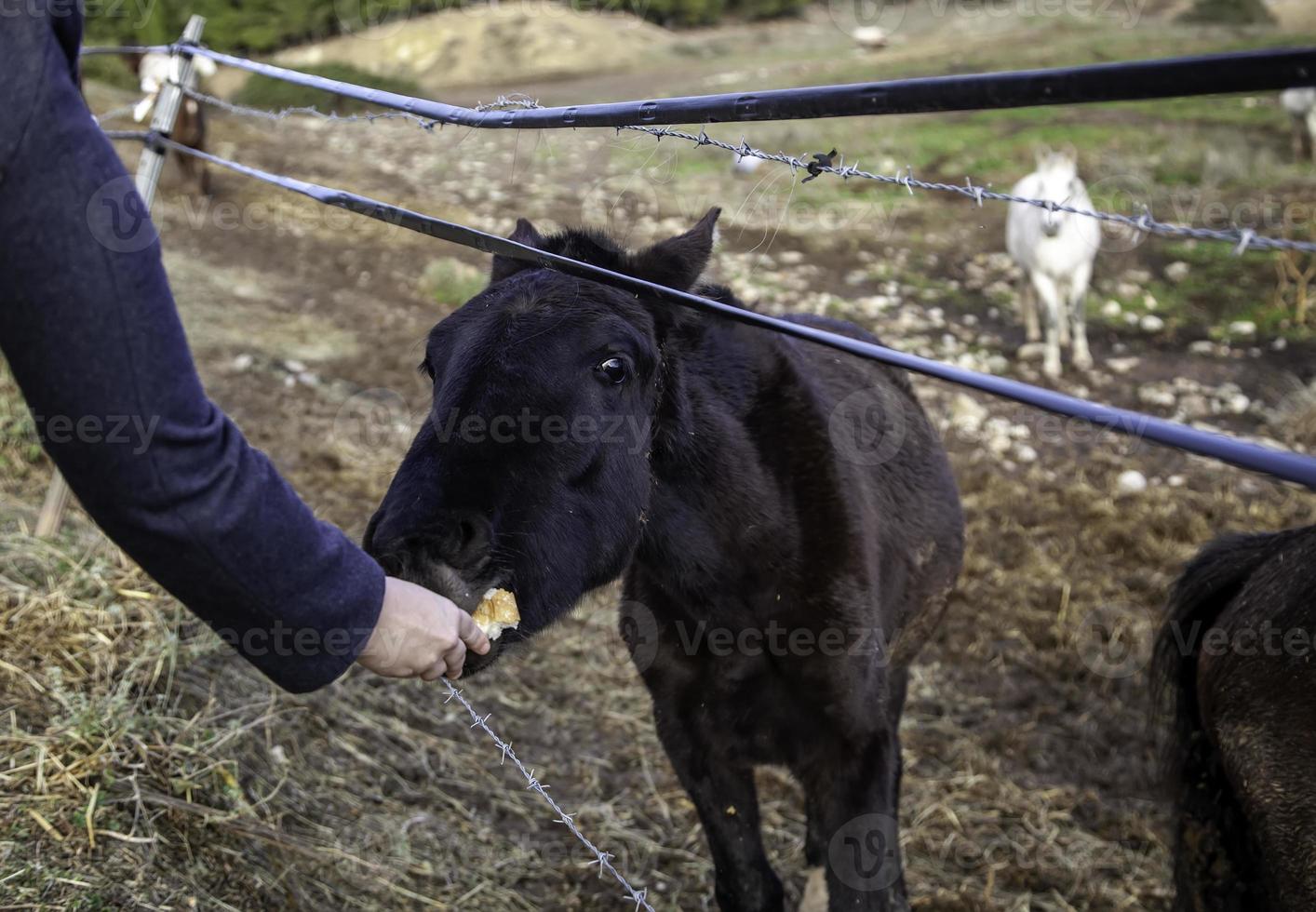 paard in stal foto