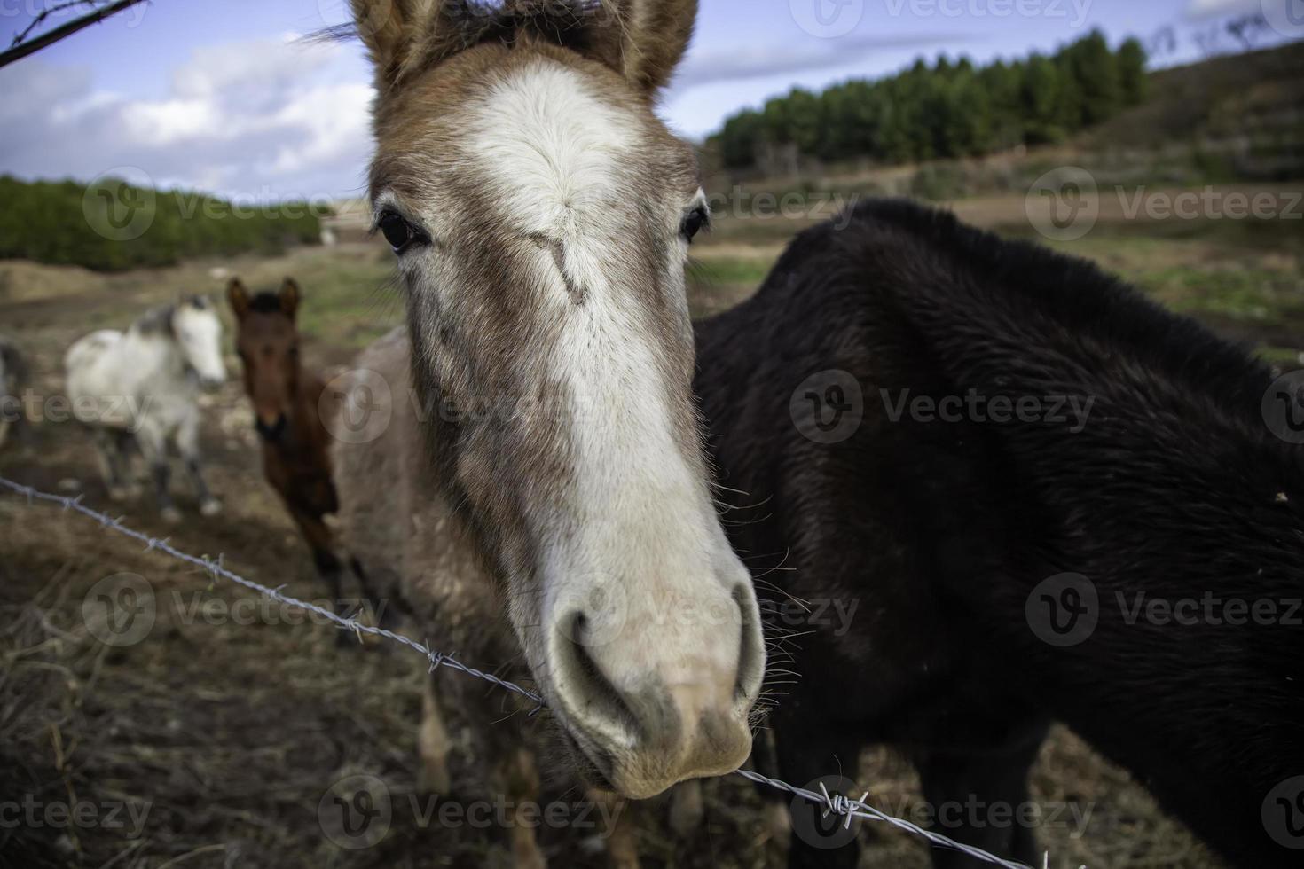 paard in stal foto