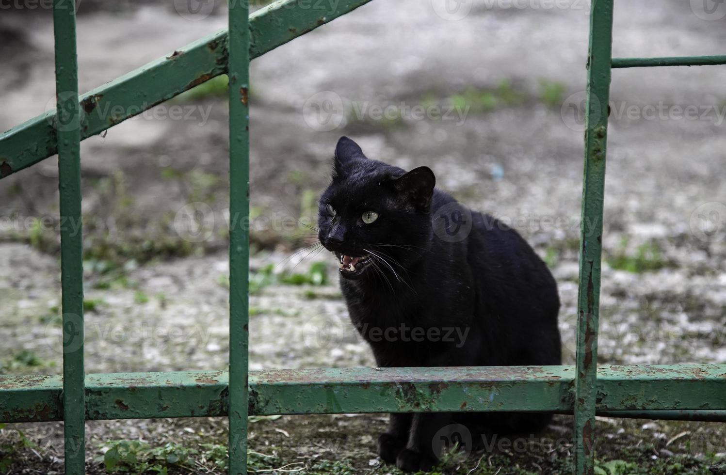 zwarte kat op straat foto