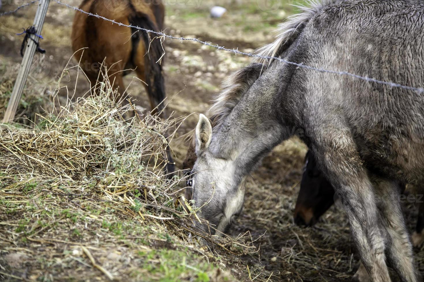 paard in stal foto