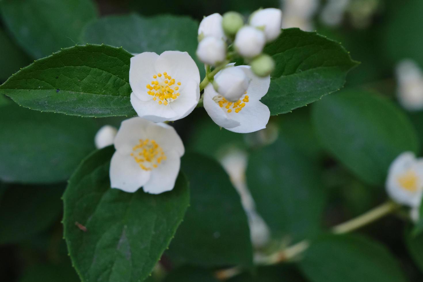 mooie witte philadelphus bloemen met groene bladeren foto