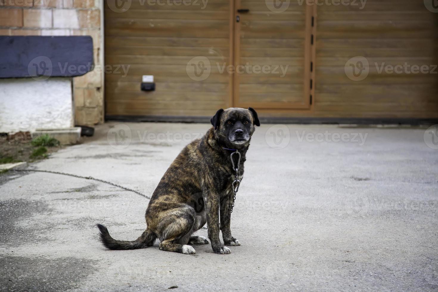 hond in kennel foto