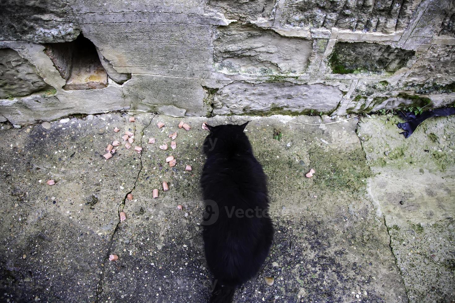 dakloze zwarte kat die op straat eet foto