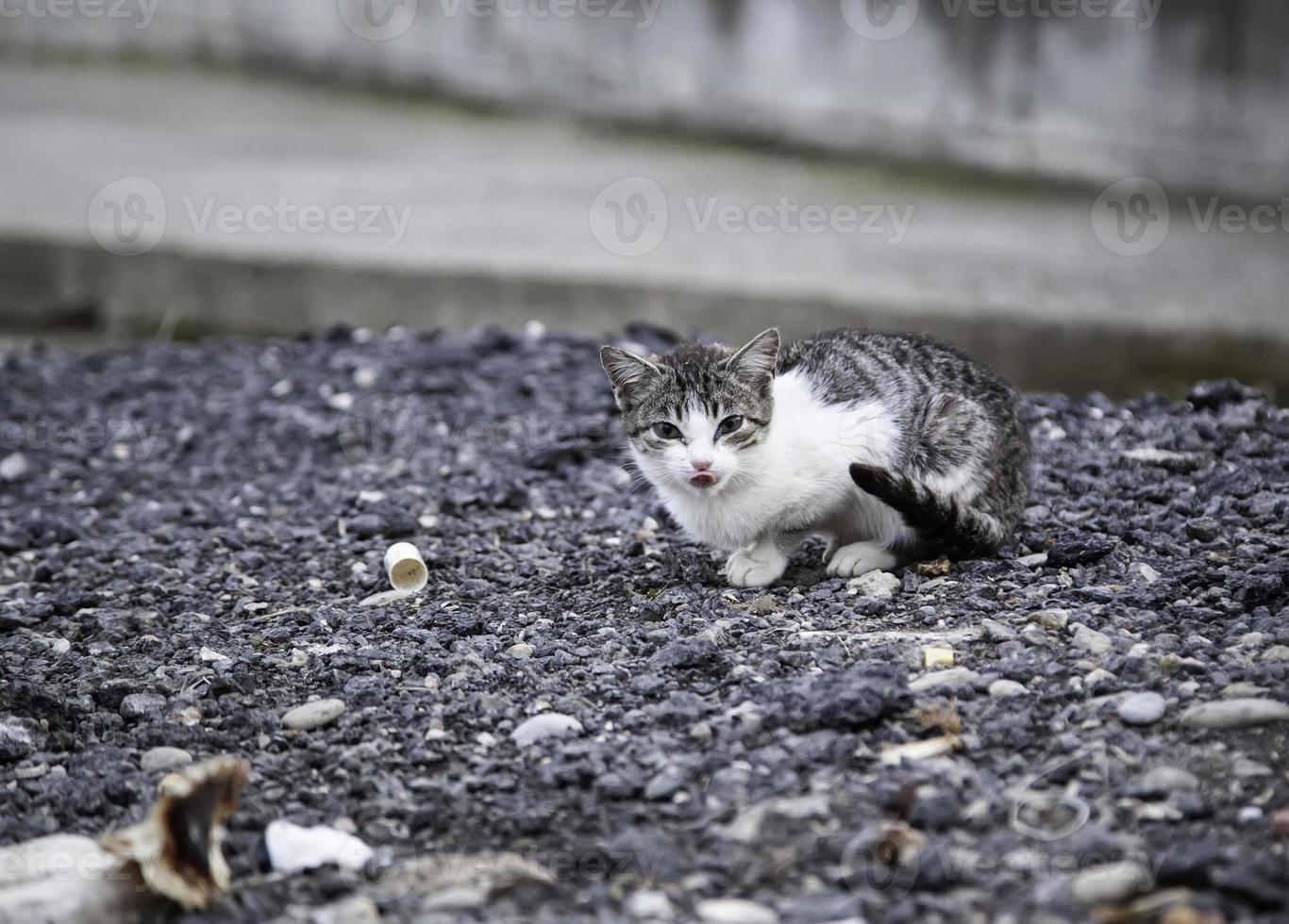 verlaten zwerfkat foto