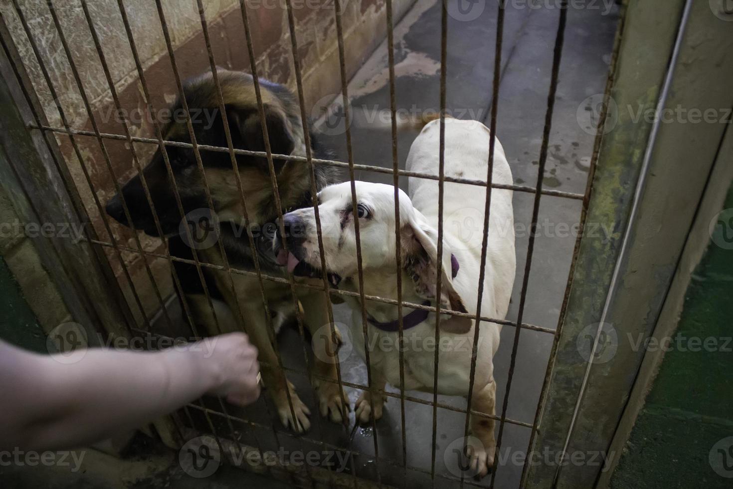 hond in kennel foto