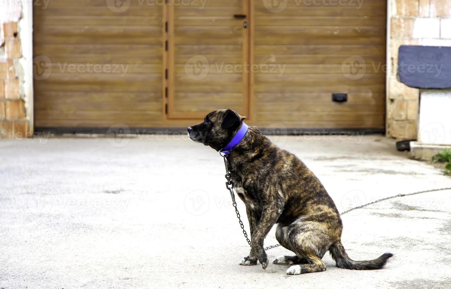 hond in kennel foto