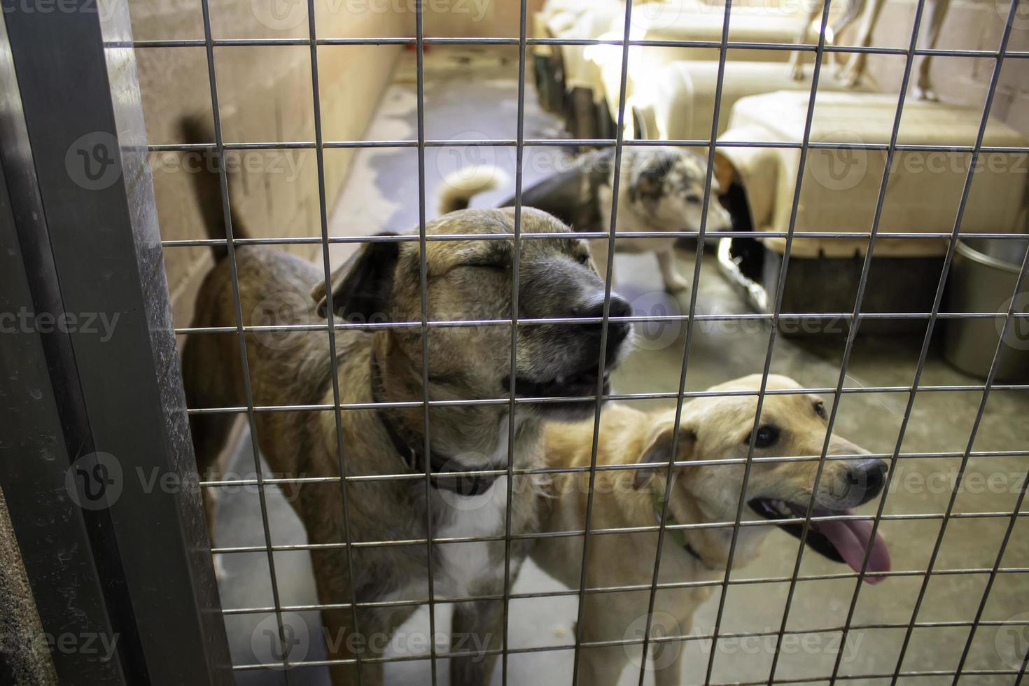 hond in kennel foto