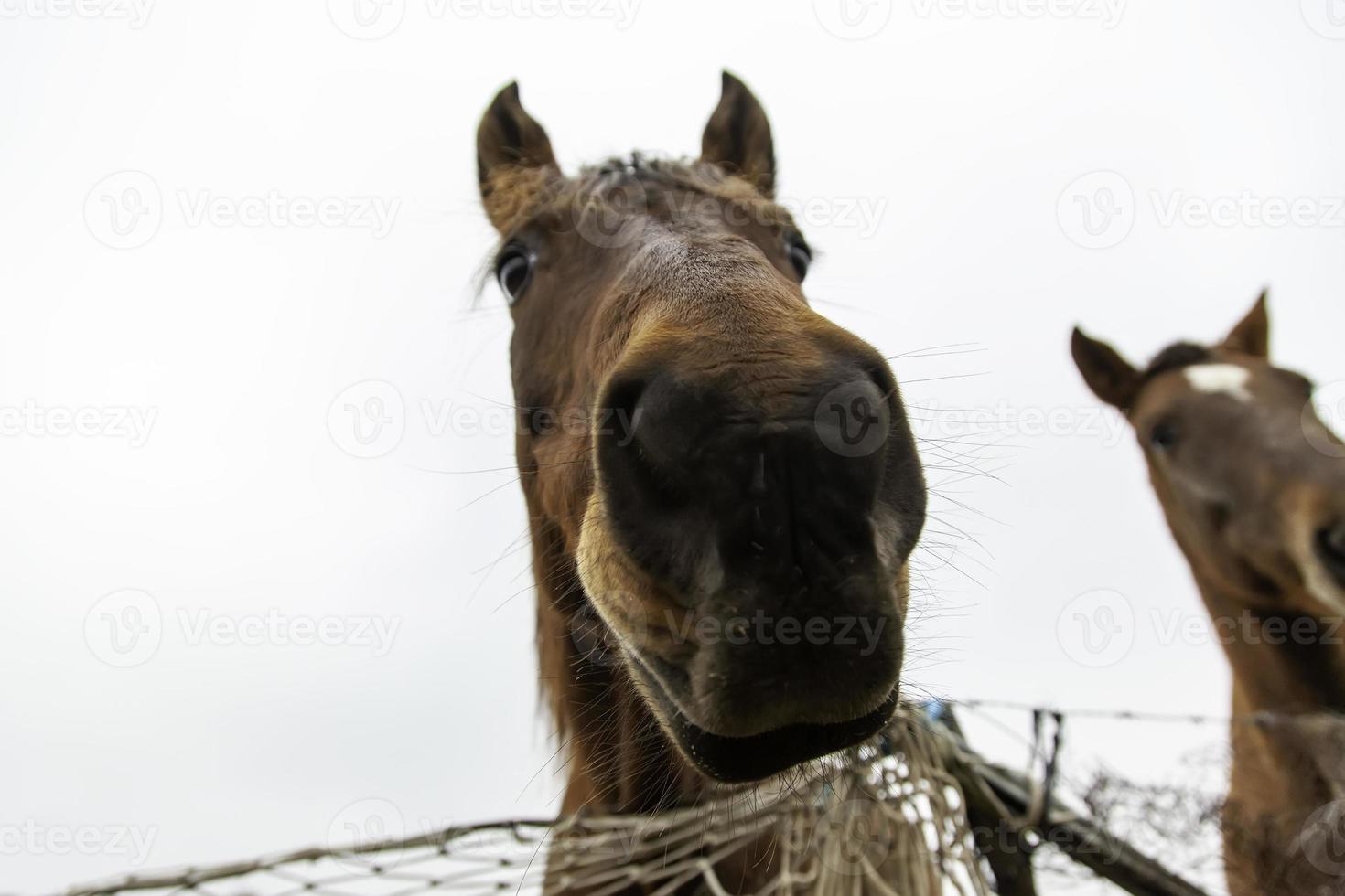 paardenmond in boerderij foto