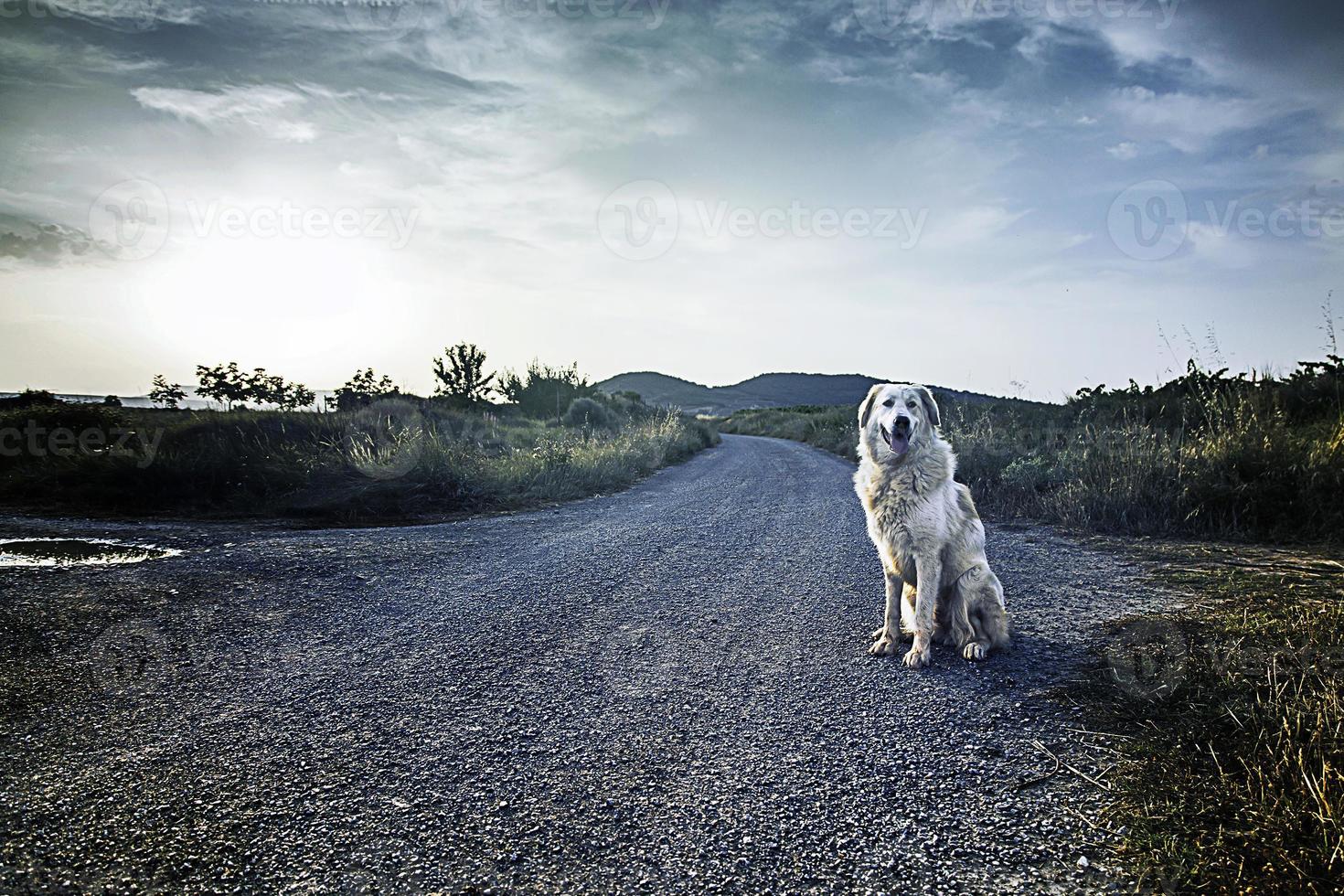 mastiff hond zonsondergang foto