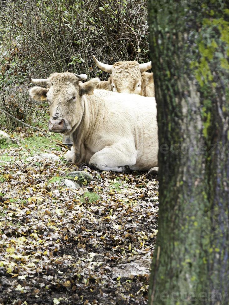 koeien liggend bos foto