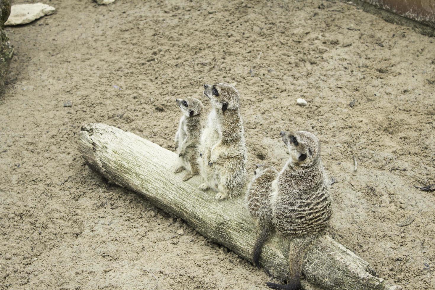 familie van stokstaartjes foto