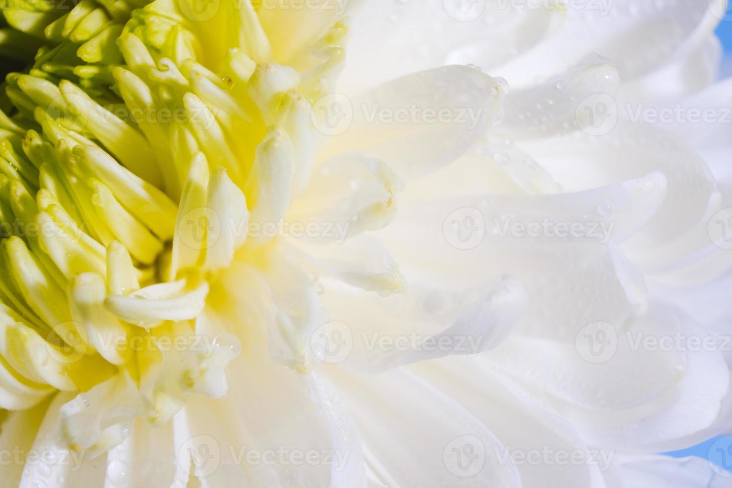 mooi patroon van bloemblaadjes van de bloesemkop van een chrysantenbloem foto