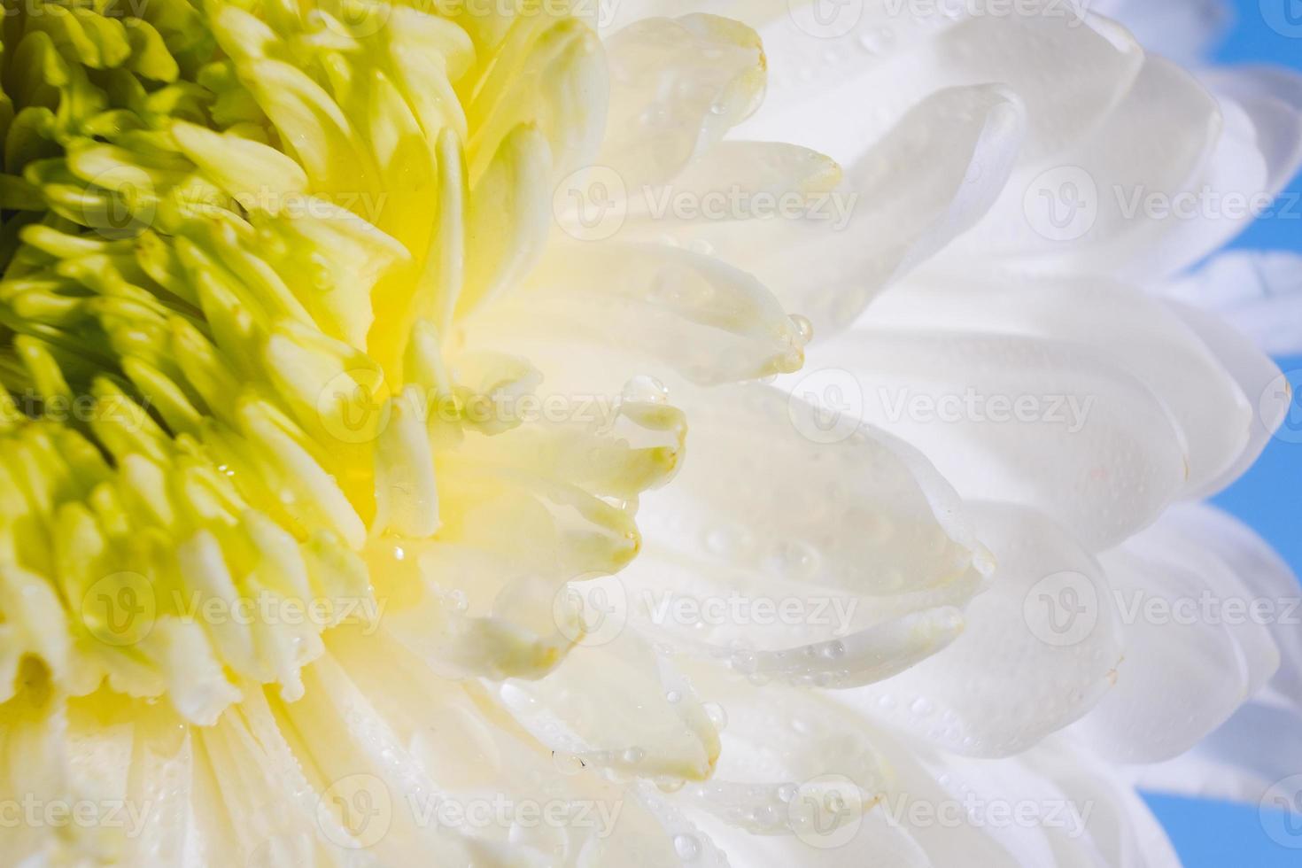 mooi patroon van bloemblaadjes van de bloesemkop van een chrysantenbloem foto