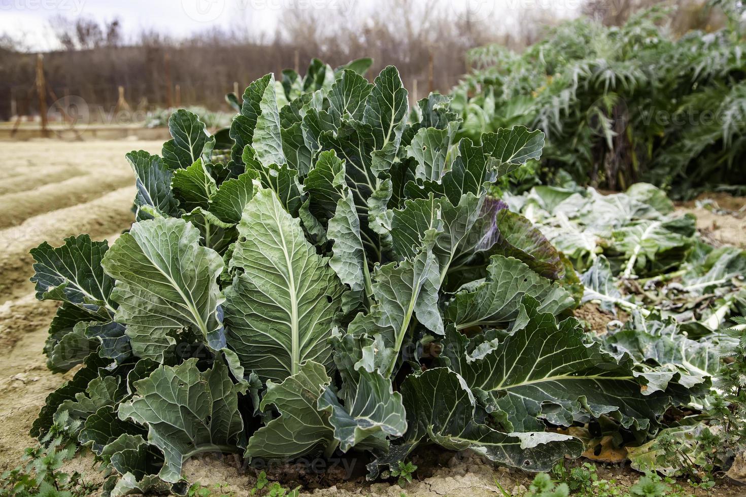 biologische moestuin met kool foto