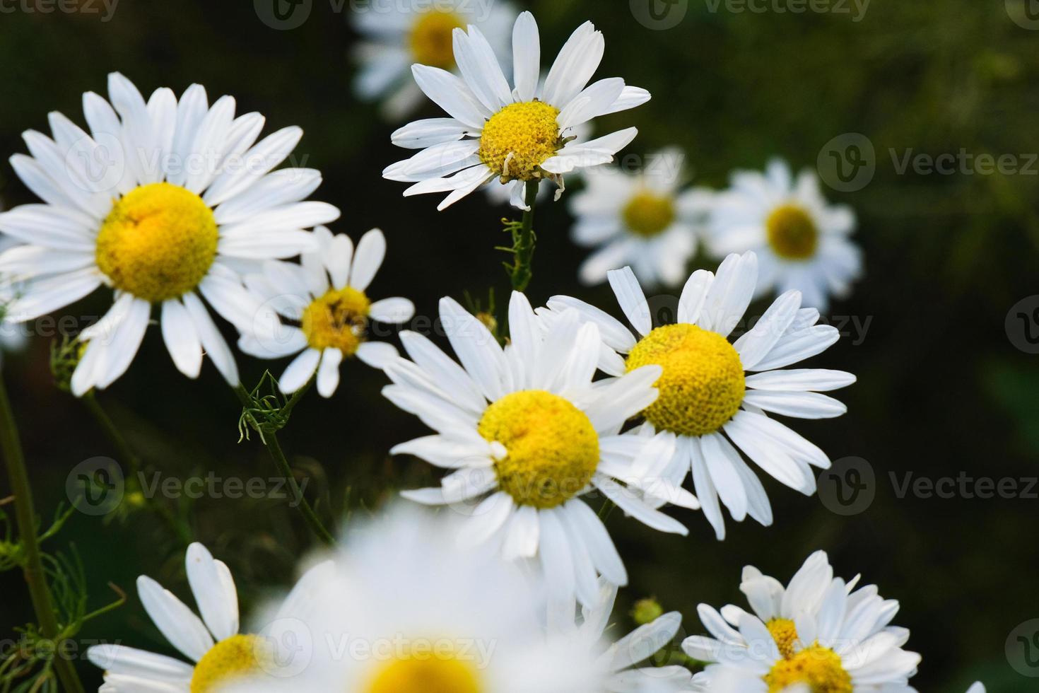 bloeiende gele kamille bloemen met witte bloemblaadjes in een veld foto