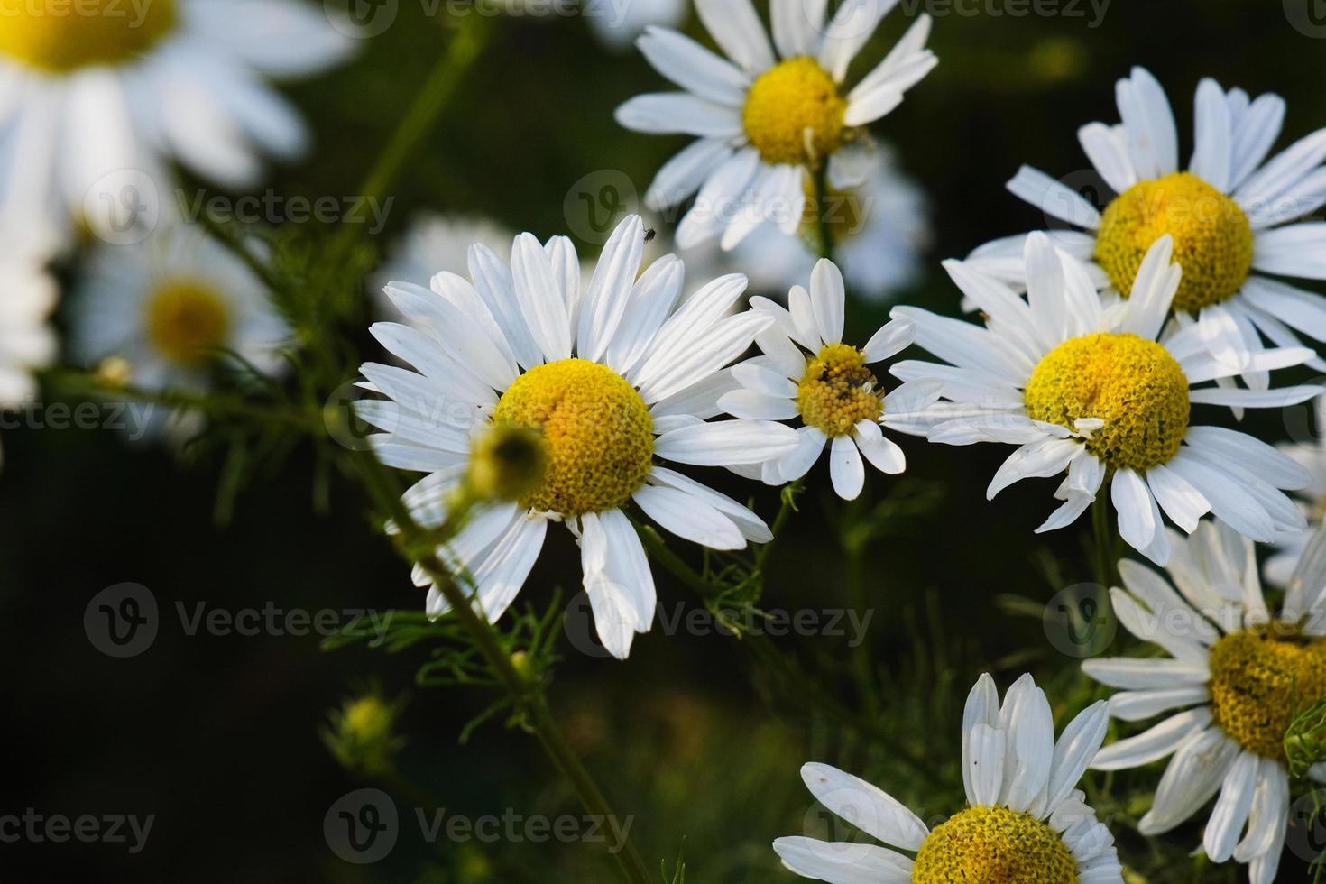 bloeiende gele kamille bloemen met witte bloemblaadjes in een veld foto