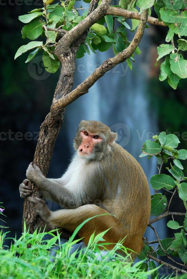 rhesus makaak macaca mulatta of aap zittend op een boom voor waterval foto