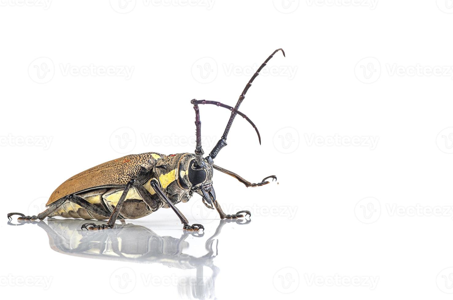 Boomboorder, batocera rufomaculata geïsoleerd op een witte achtergrond foto