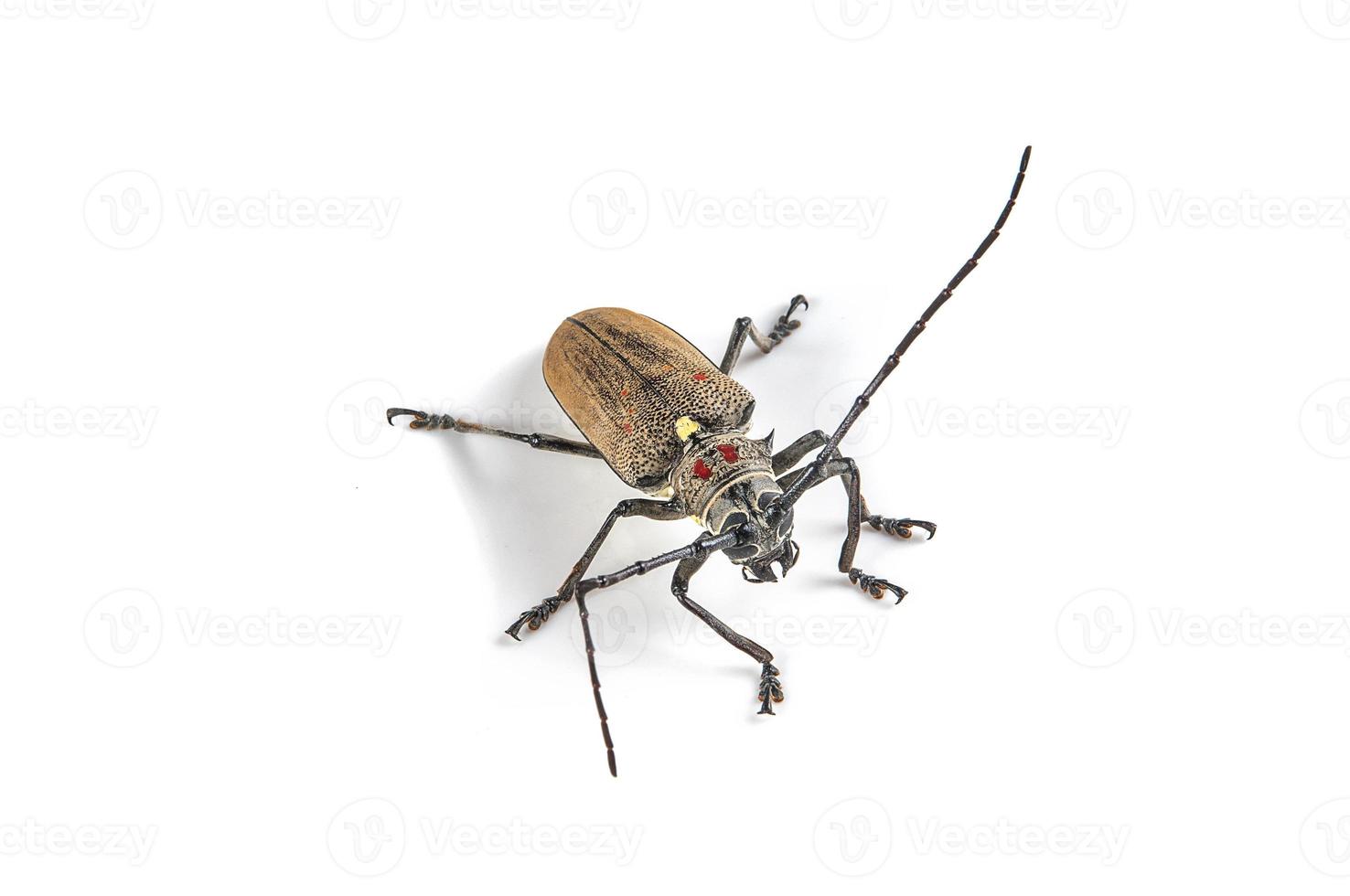 Boomboorder, batocera rufomaculata geïsoleerd op een witte achtergrond foto