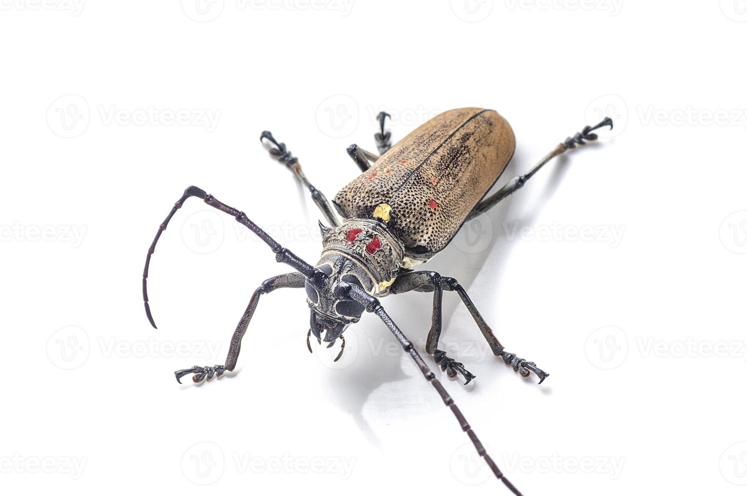 Boomboorder, batocera rufomaculata geïsoleerd op een witte achtergrond foto