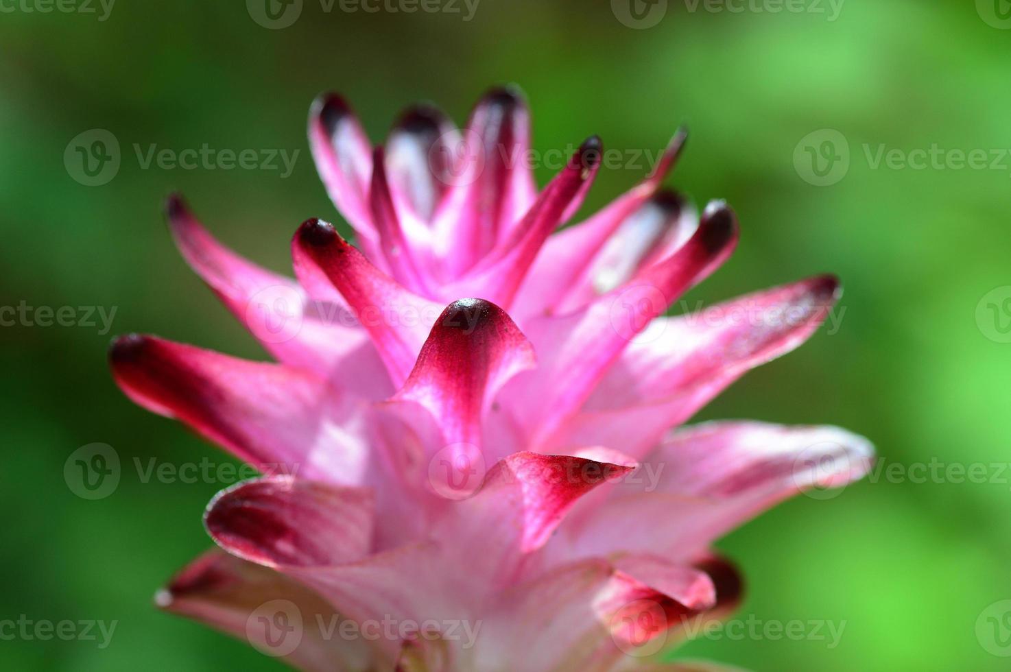 close-up van kurkuma bloem in boerderij veld foto