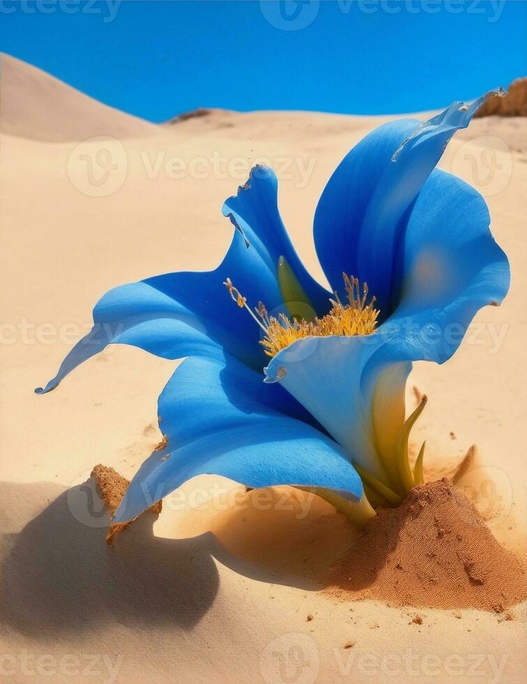 lelie bloem blauw kleur, in de woestijn illustratie foto