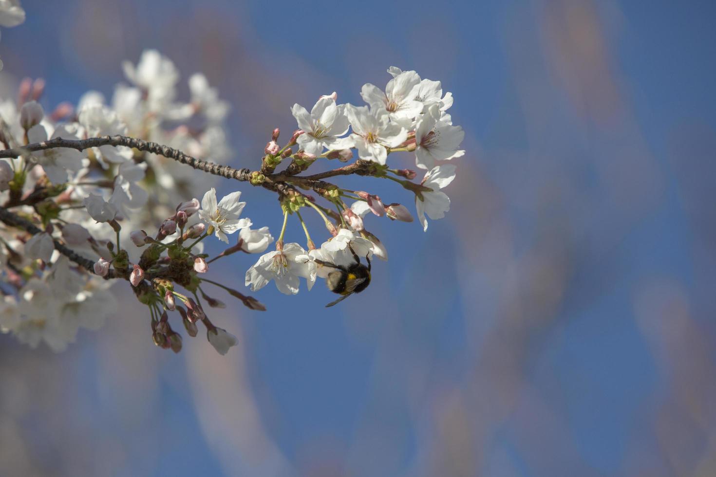 de eerste insecten bestuiven de eerste bloemen van de lente in Madrid, Spanje spa foto