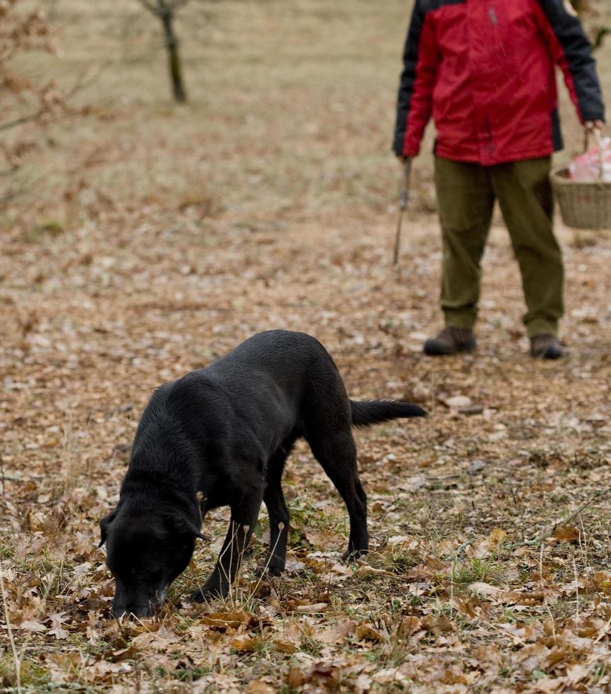 oogst van zwarte truffels met de hulp van een hond in lalbenque, frankrijk foto