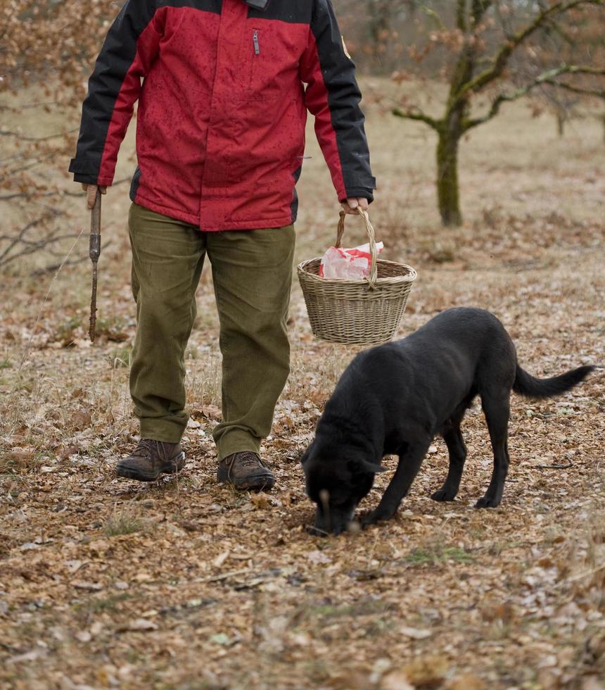 oogst van zwarte truffels met de hulp van een hond in lalbenque, frankrijk foto