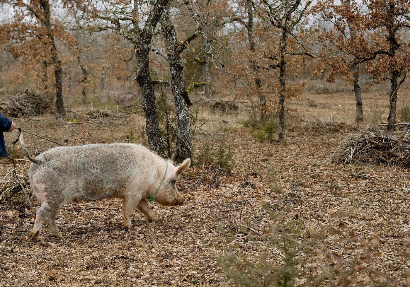 oogst van zwarte truffels met de hulp van een varken in lalbenque, frankrijk foto