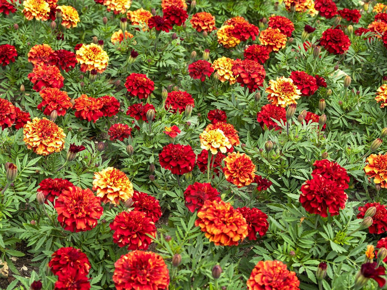 kleurrijke Afrikaanse of Mexicaanse goudsbloemen tagetes erecta in een bloembed foto