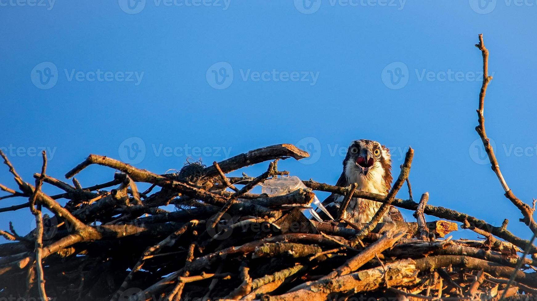 visarend vrouwtje zit in nest met blauwe lucht foto