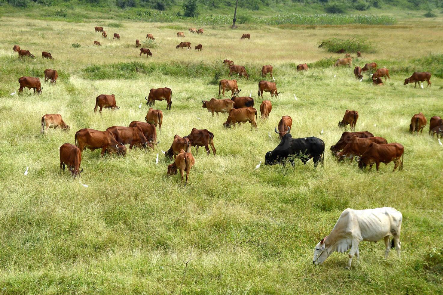 koeien en stieren grazen op een weelderig grasveld foto