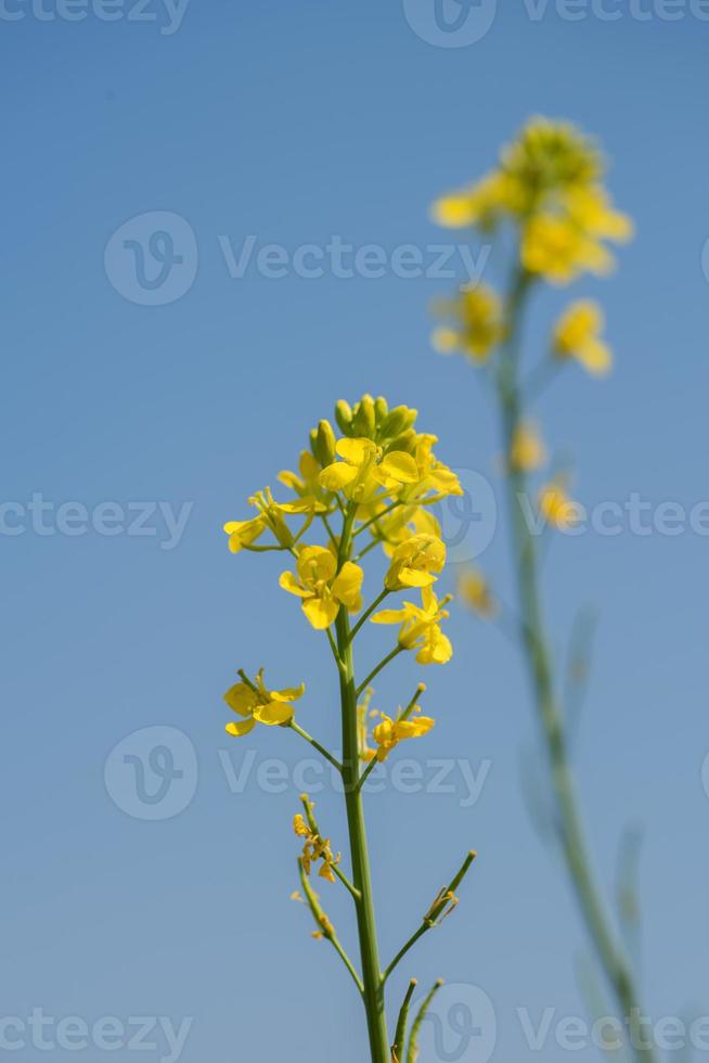 mosterd bloemen bloeien op plant op boerderij veld met peulen. detailopname. foto