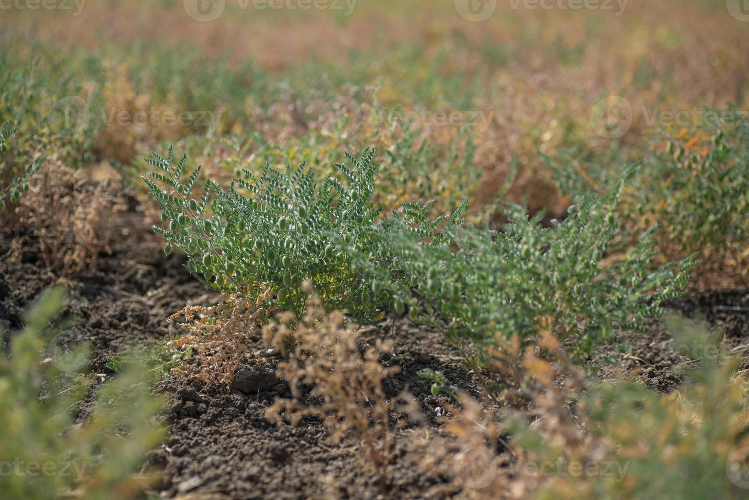 kikkererwten boerderij veld, kikkererwten pod met groene jonge planten in het veld van de boerderij foto