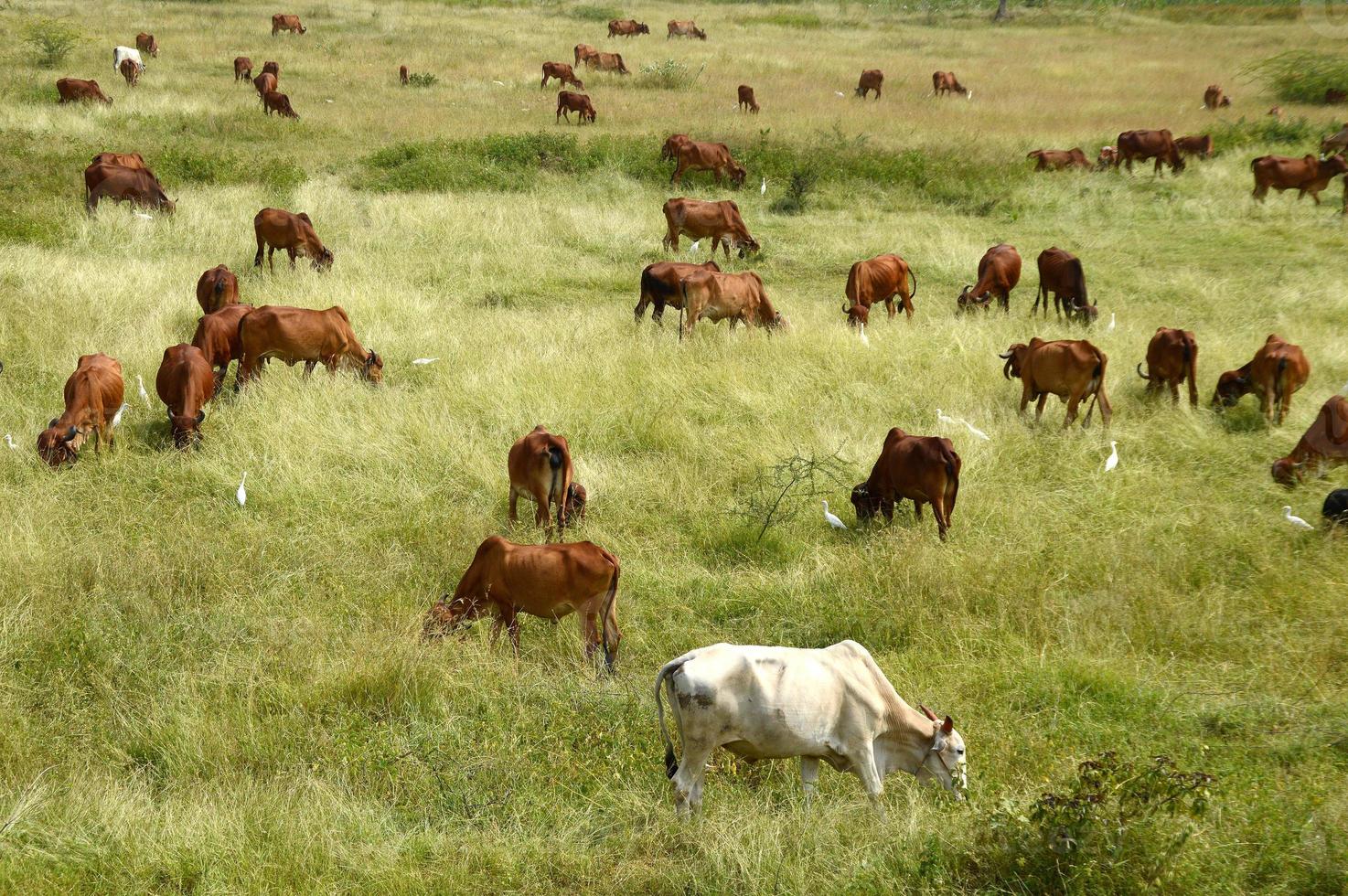 koeien en stieren grazen op een weelderig grasveld foto