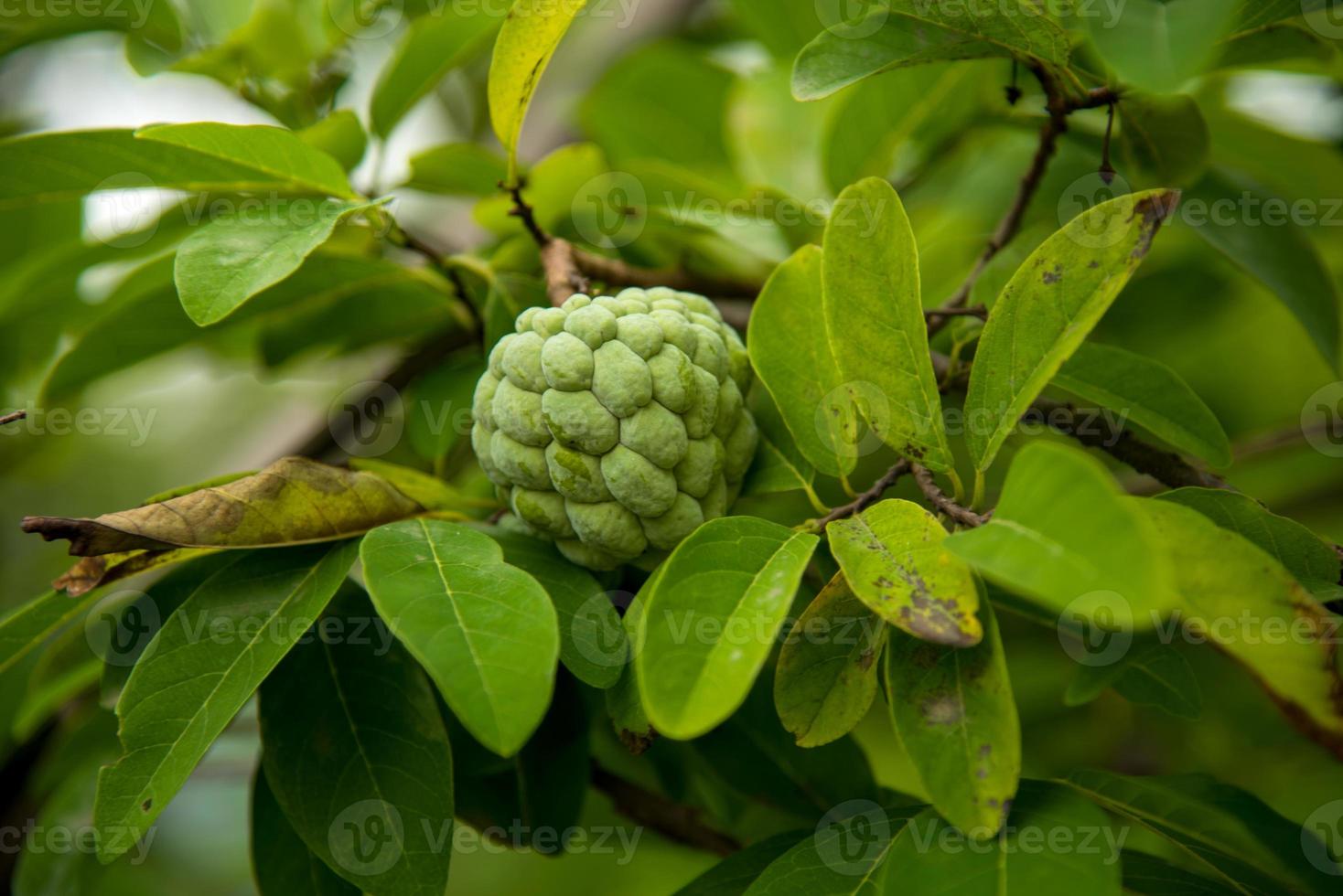 custardappels of suikerappels of annona squamosa linn. aan een boom groeien. foto