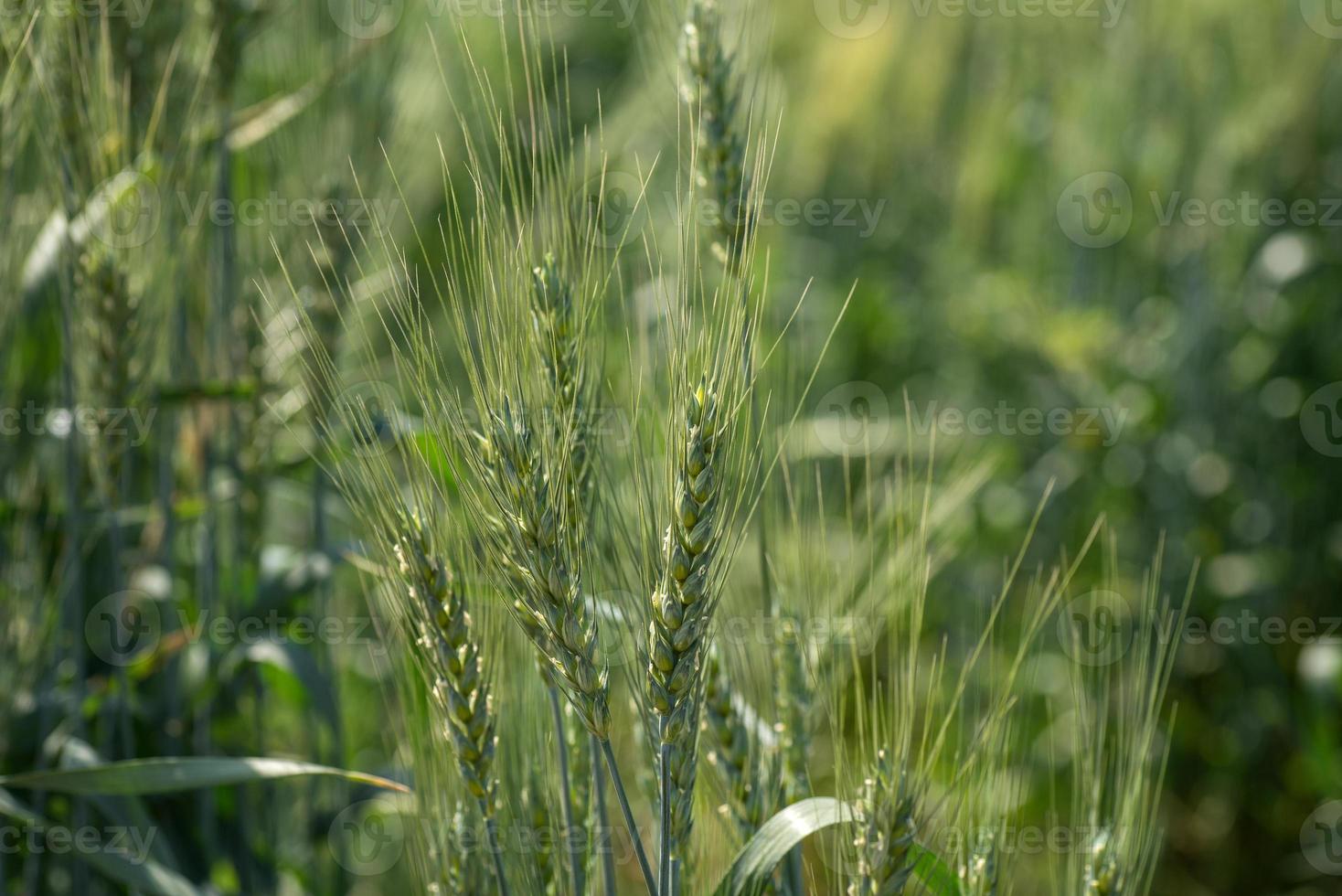 groene tarwe op biologisch boerderijveld foto