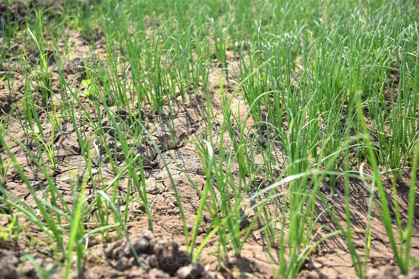 groene jonge uienplanten op een boerderijveld, landbouwveld. foto