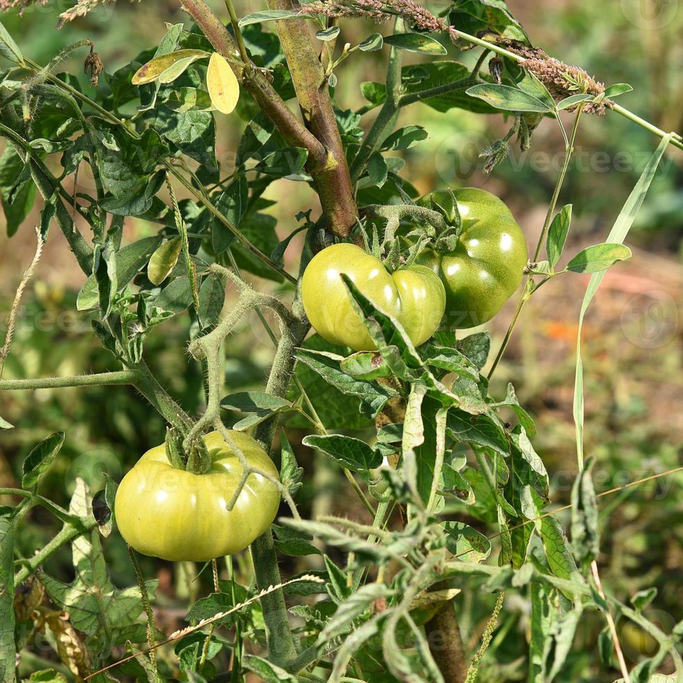 verse tomatenplant in biologische boerderij foto