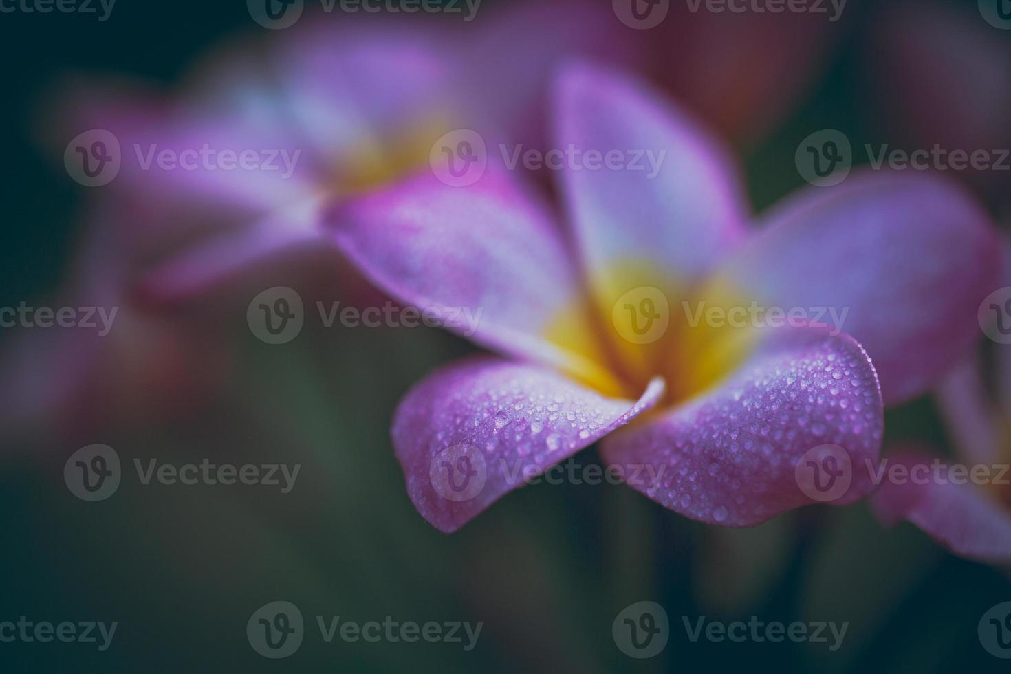 Plumeria bloemen zachte toon foto