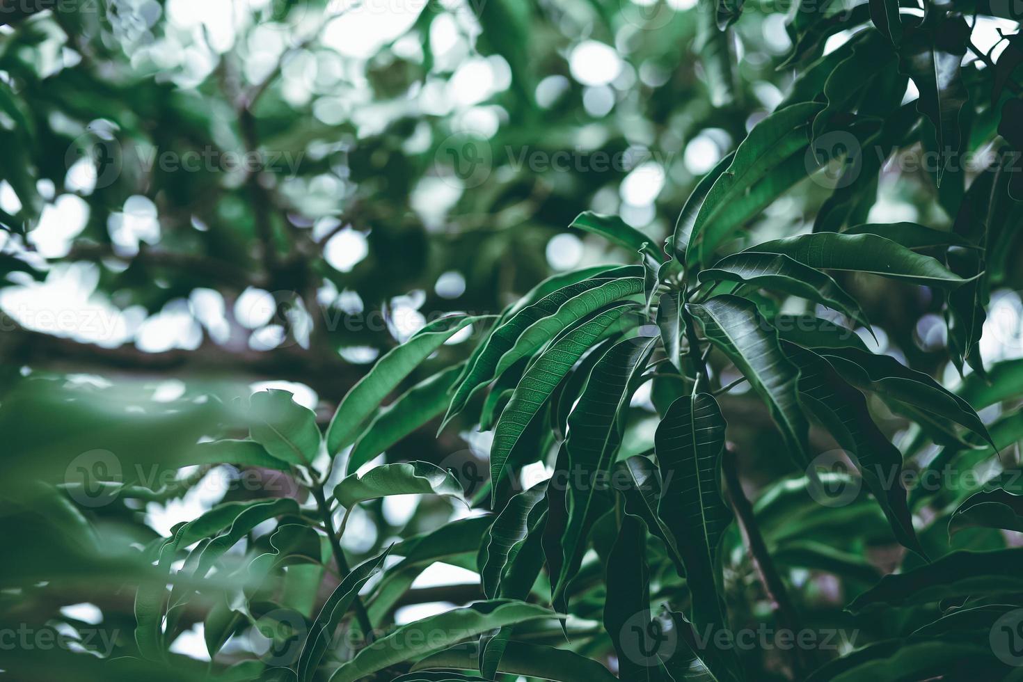 mangoblad tropisch foto